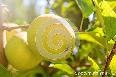 Yellow Ripe ApplesÂ in Orchard,Â Apple Tree,Â Golden Delicious Stock Photo
